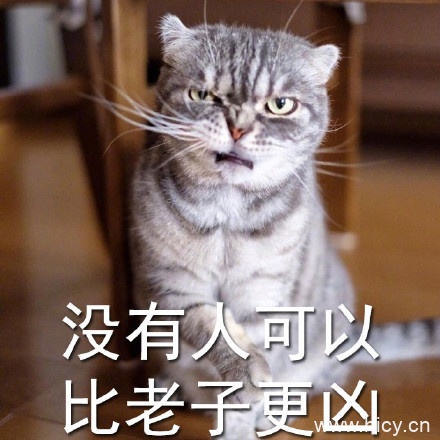 没有人可以比劳资更凶，超凶的猫猫表情系列