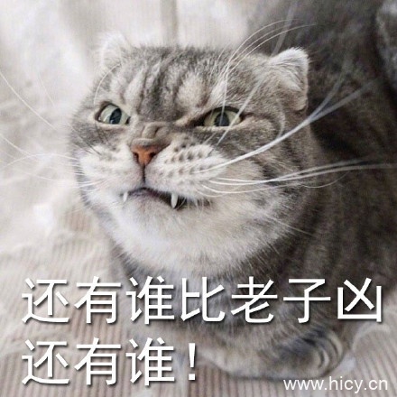 没有人可以比劳资更凶，超凶的猫猫表情系列