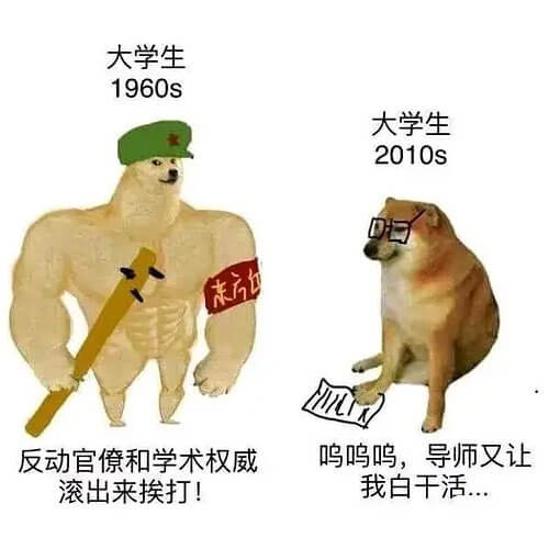 肌肉柴犬和小废柴生动对比搞笑表情图