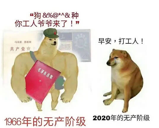 肌肉柴犬和小废柴生动对比搞笑表情图