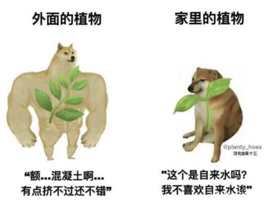 肌肉柴犬和小废柴生动对比搞笑表情图