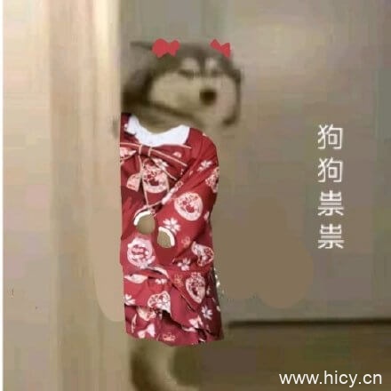 狗狗祟祟，各种狗狗鬼鬼祟祟系列表情包