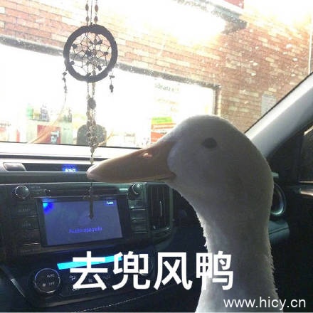 今天也要开心鸭，鸭子系列表情包