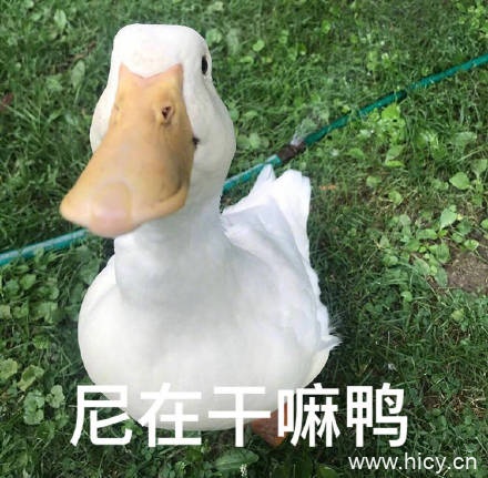 今天也要开心鸭，鸭子系列表情包