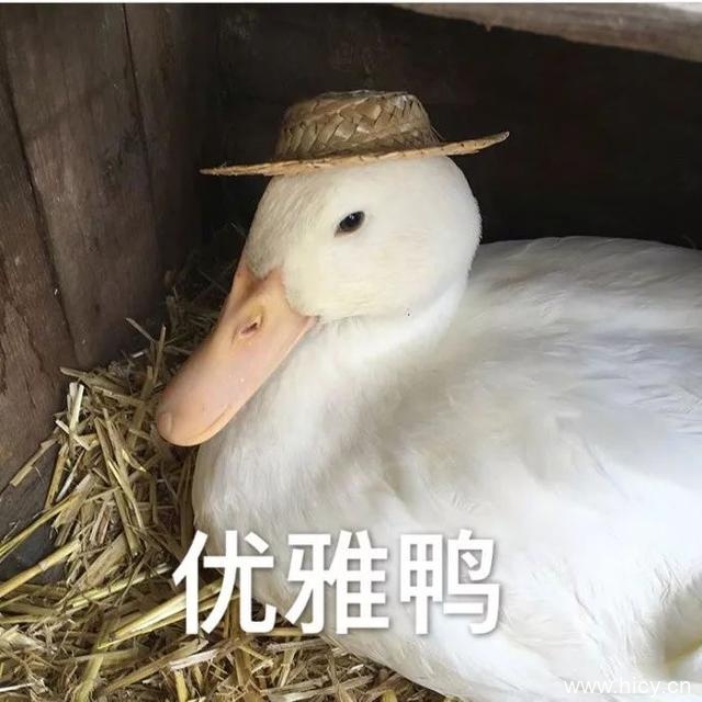今天也要开心鸭，鸭子系列表情包