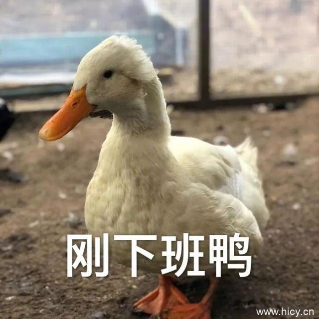 今天也要开心鸭，鸭子系列表情包