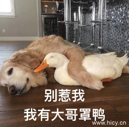 今天也要开心鸭，鸭子系列表情包