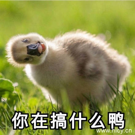 今天也要开心鸭，鸭子系列表情包