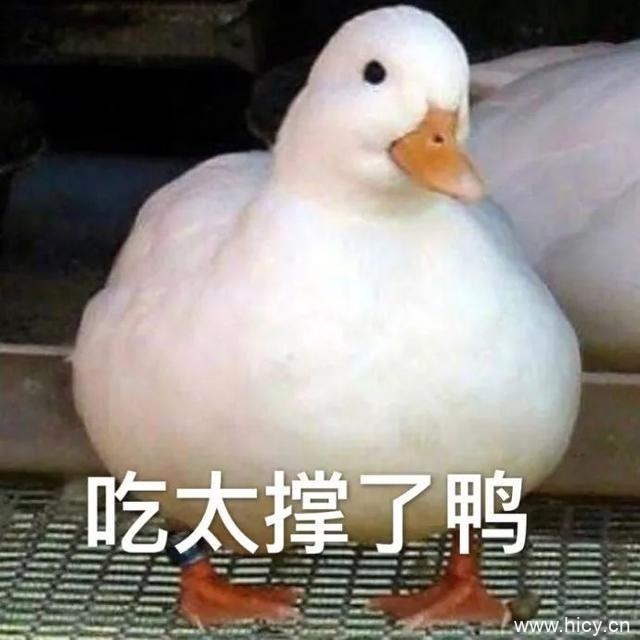 今天也要开心鸭，鸭子系列表情包