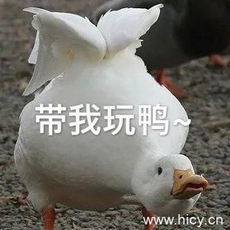 今天也要开心鸭，鸭子系列表情包