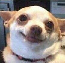 一组有趣的狗子图片无配字原图系列表情包