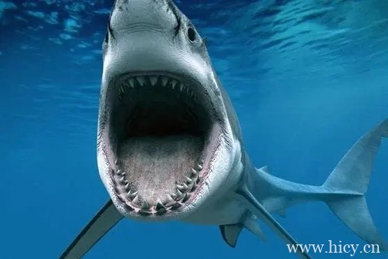 海底大猎杀中文版