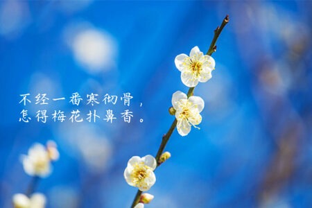 冬天来了，关于梅花的文案句子也来了