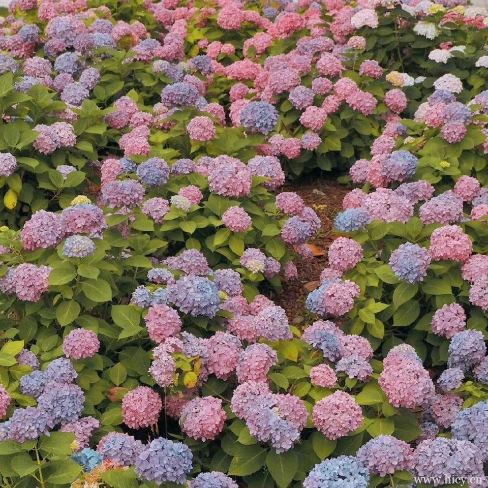 写给自己的生日文案句子插图1 写给自己的生日文案句子