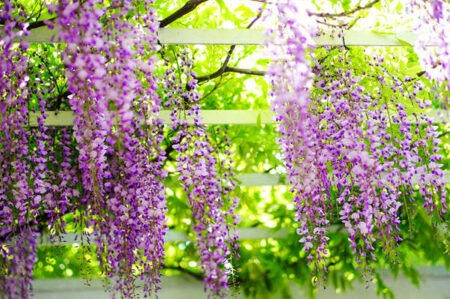 晒自己养花花草草的文案短句插图1 晒自己养花花草草的文案短句