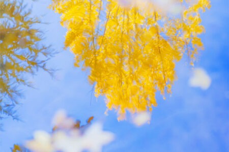 一眼就喜欢的秋天温柔又高级的文案短句插图1 一眼就喜欢的秋天温柔又高级的文案短句