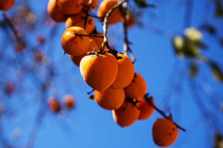 关于柿子的发朋友圈神仙文案短句插图1 关于柿子的发朋友圈神仙文案短句