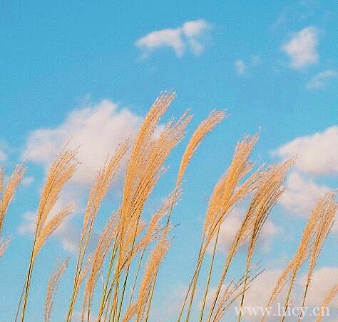 很喜欢 很短暂 很遗憾的网抑云热评 emo文案插图1 很喜欢 很短暂 很遗憾的网抑云热评 emo文案