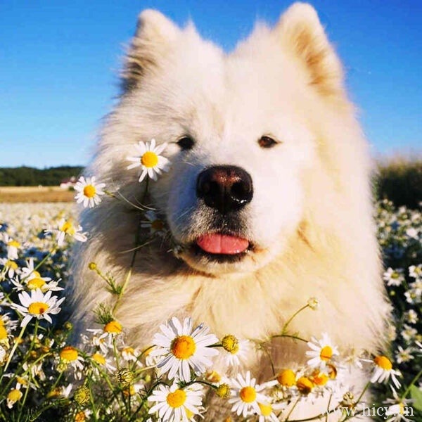 一眼就很喜欢的仙气文案句子来啦插图1 一眼就很喜欢的仙气文案句子来啦