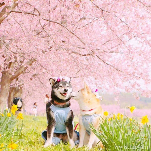 一眼就很喜欢的仙气文案句子来啦插图2 一眼就很喜欢的仙气文案句子来啦