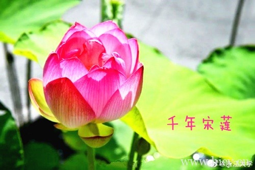 浙江大学两朵千年宋莲开放的赞美文案句子插图1 浙江大学两朵千年宋莲开放的赞美文案句子