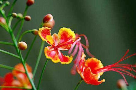 因为疫情不能开学的搞笑文案句子摘抄插图1 因为疫情不能开学的搞笑文案句子摘抄