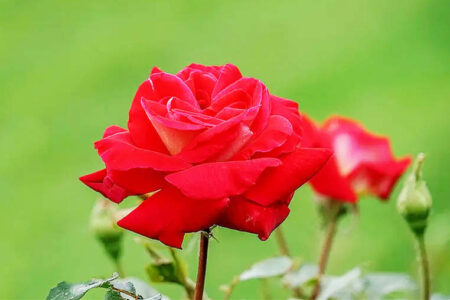 描写月季花盛开的唯美文案句子摘抄插图1 描写月季花盛开的唯美文案句子摘抄