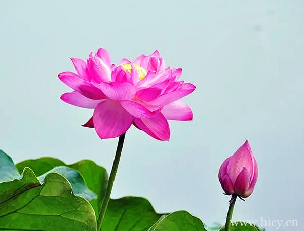 赞美荷花的唯美文案句子