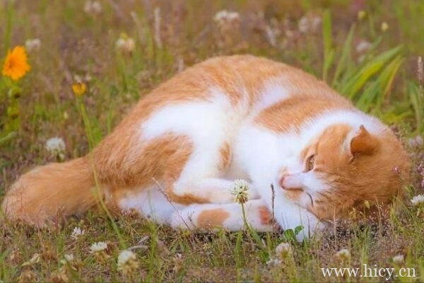 朋友圈文案|关于美丽的遇见文案句子