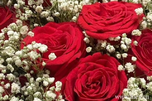 关于玫瑰的浪漫高级神仙文案句子插图1 关于玫瑰的浪漫高级神仙文案句子