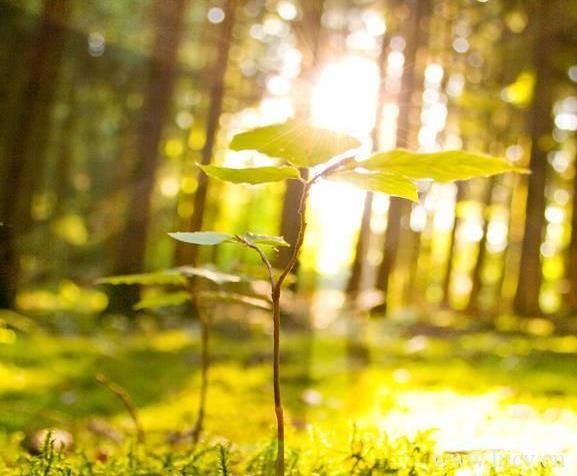 早安心语正能量的一句话文案